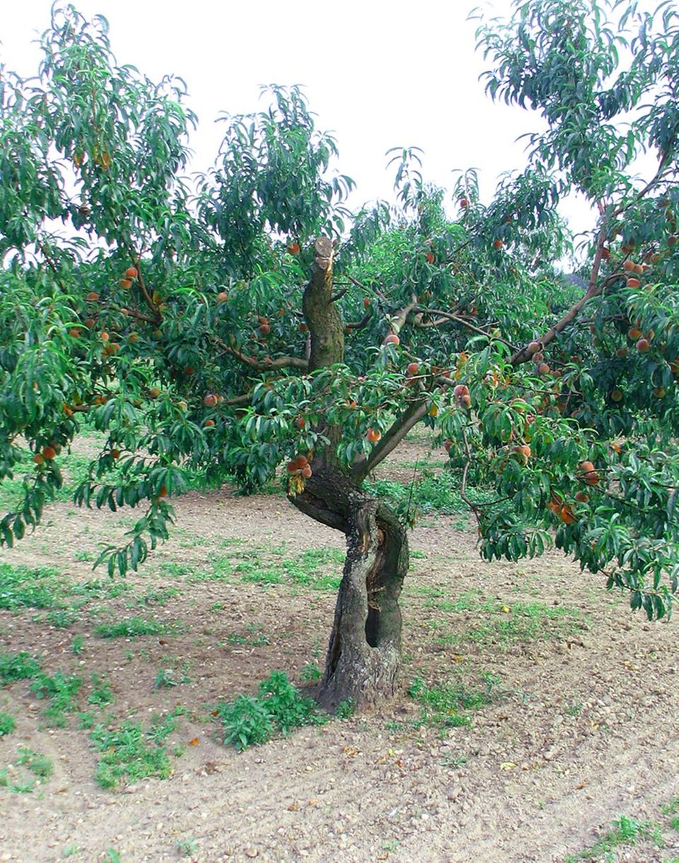 Pfirsichbaum: Wassenberger Sämling Pfirsichbaum: Wassenberger Sämling