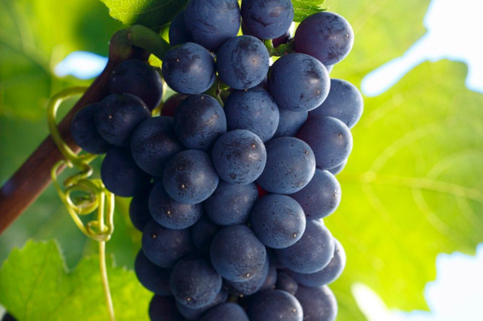 Die Trauben vom Frühburgunder sind kleiner und geben dem Wein mehr Intensität