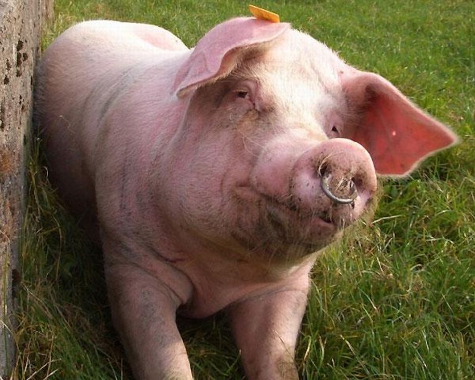 Glückliches Schwein Glückliches Schwein