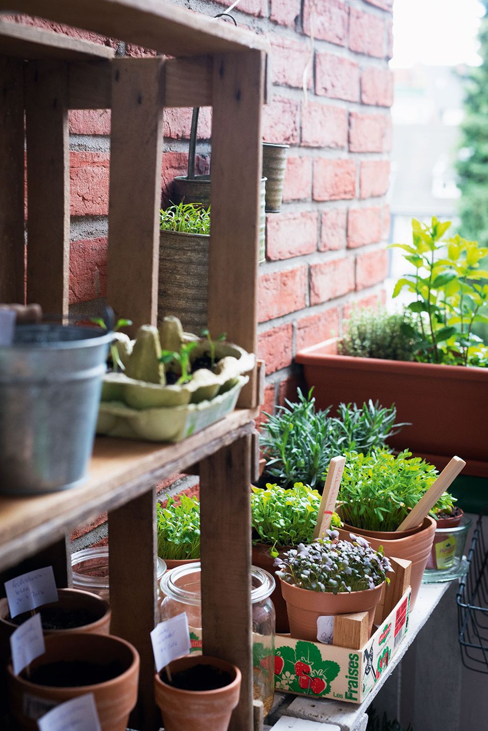 Bald können die Micro Greens auch schon bei Ihnen zuhause wachsen. Bald können die Micro Greens auch schon bei Ihnen zuhause wachsen.