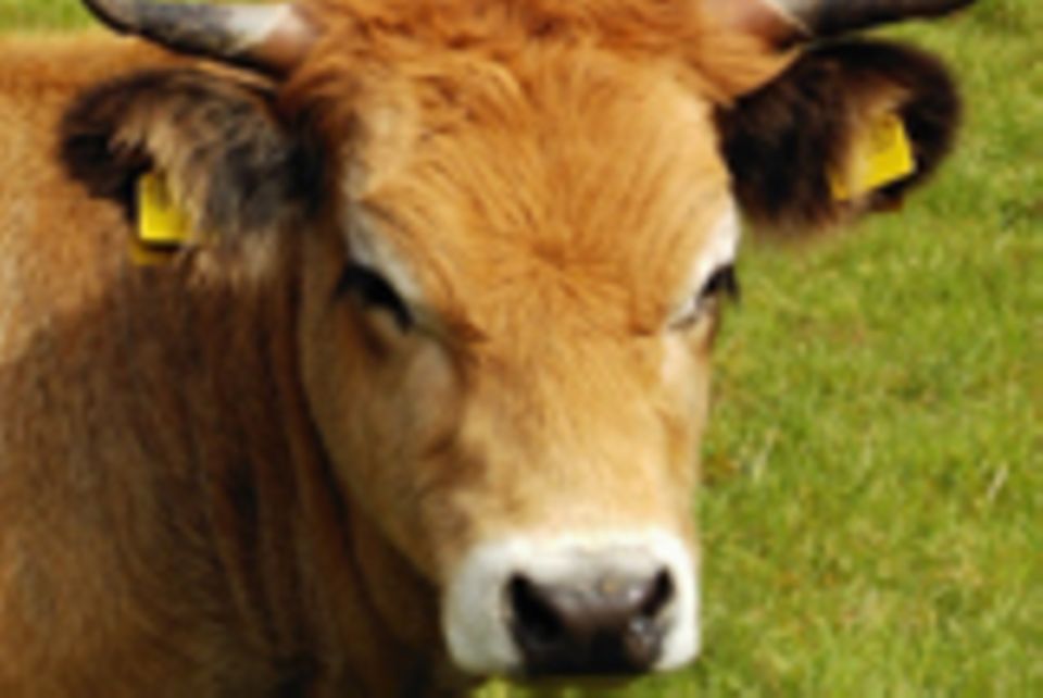 Rind Kalb Rind Kalb
