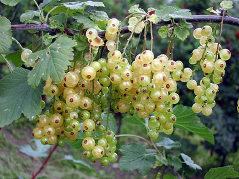 Weiße Johannisbeeren Weiße Johannisbeeren