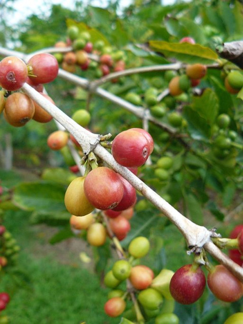 Arabica Kirschen Arabica Kirschen