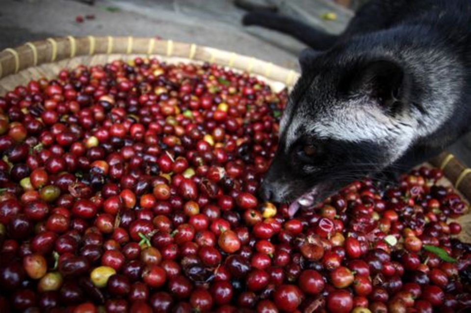 Luwak Katze Luwak Katze