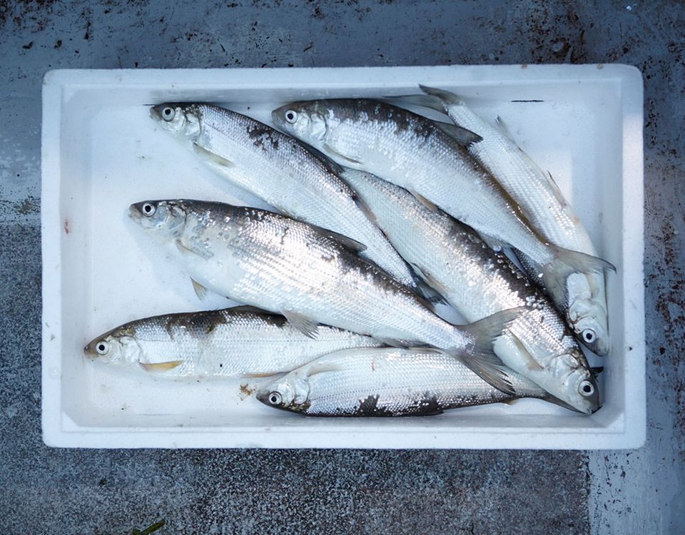 Frischer Fisch in einer Box Frischer Fisch in einer Box