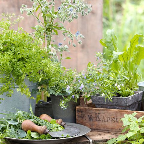 Kräutergarten livingathome
