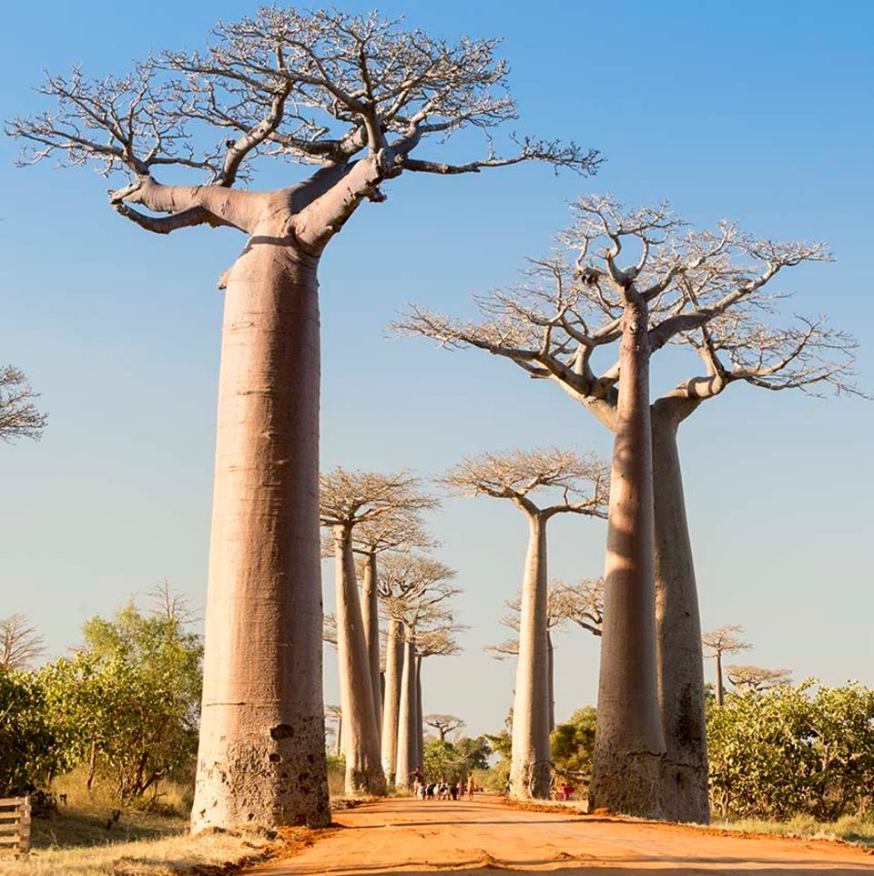 Baobabbaum