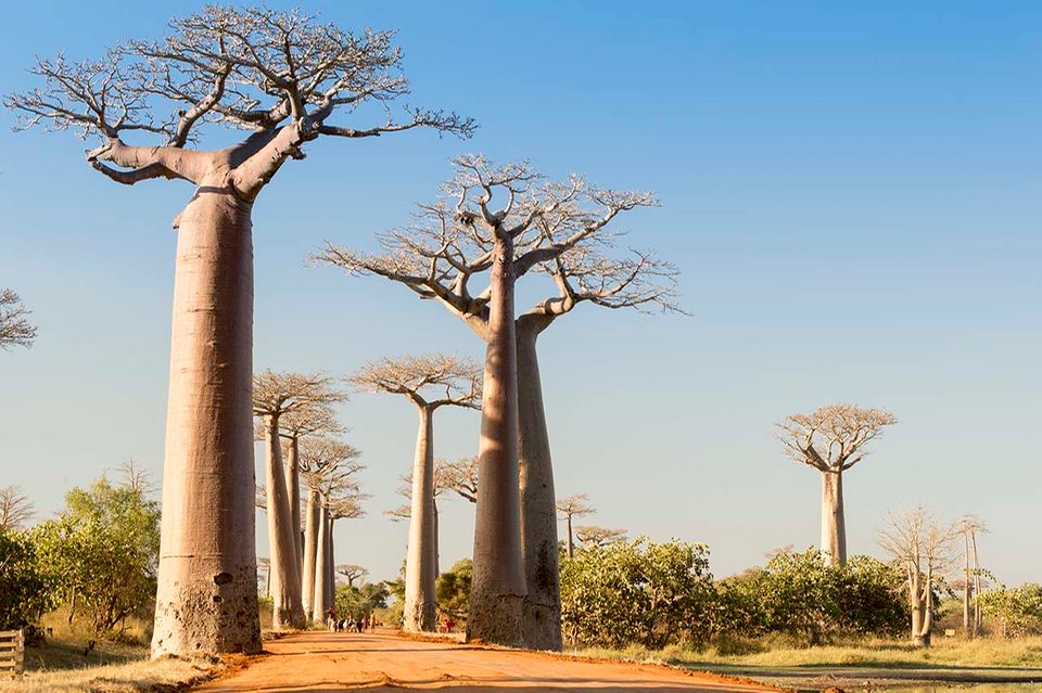 Baobab: Afrikanisches Superfood - [ESSEN UND TRINKEN]