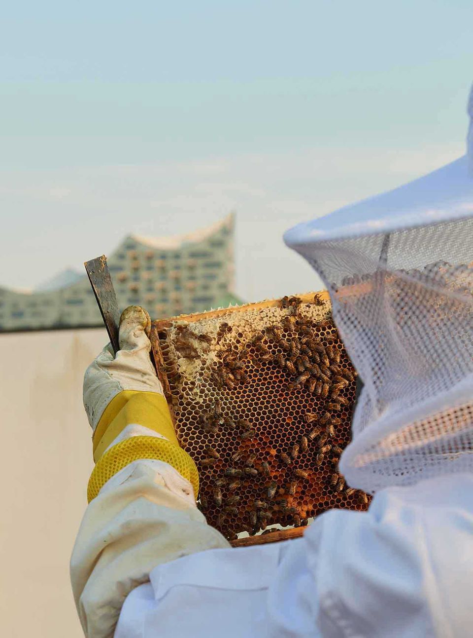 Bienenwabe There is a bee on the roof Bienenwabe There is a bee on the roof
