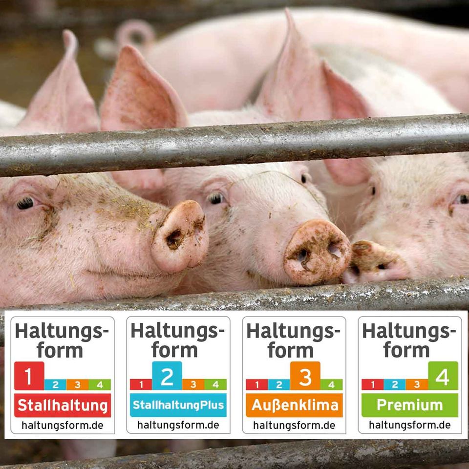 Schweine und das "Haltungsform" Siegel
