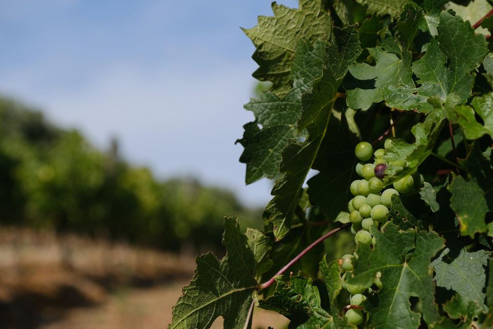 Weinrebe auf Weingut in Südafrika Weinrebe auf Weingut in Südafrika