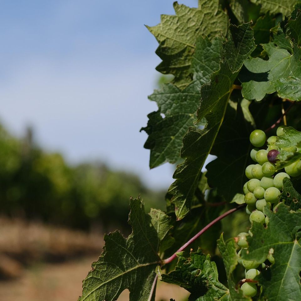 Weinrebe auf Weingut in Südafrika