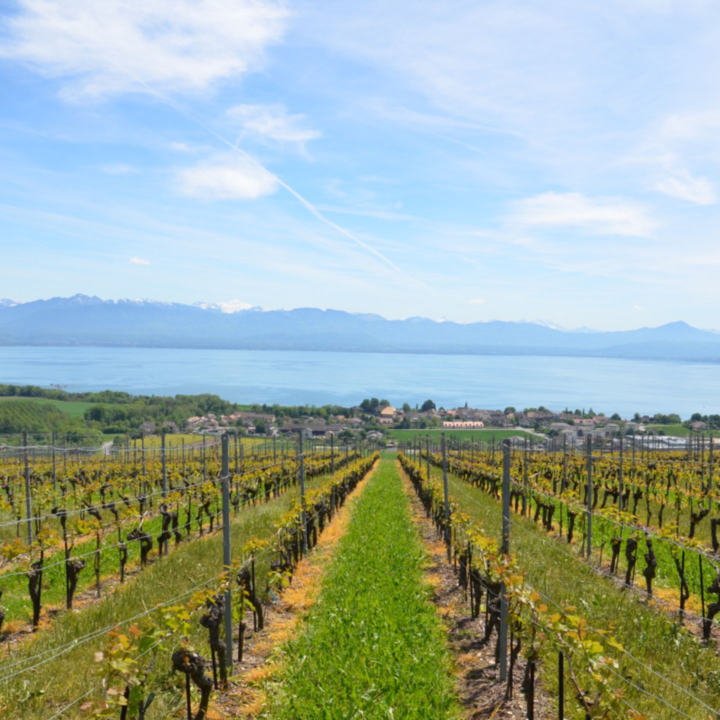 Vignoble de la Côte, Féchy, Morges