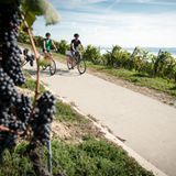 Mit dem Fahrrad durch das Weinanbaugebiet Vully in der Schweiz