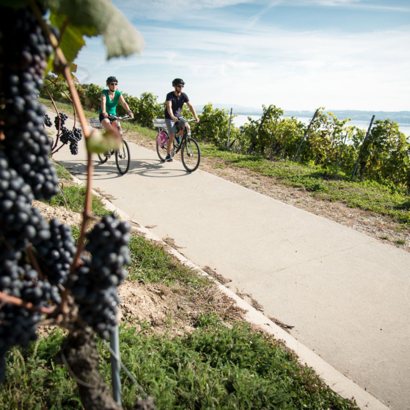 Mit dem Fahrrad durch das Weinanbaugebiet Vully in der Schweiz