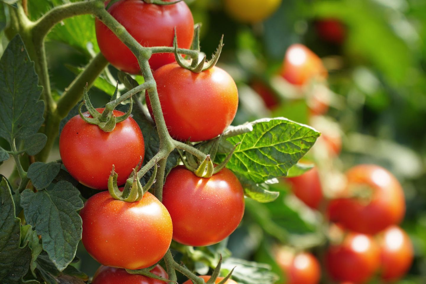 Schon gewusst? Das wassersparendste Lebensmittel ist die Tomate.